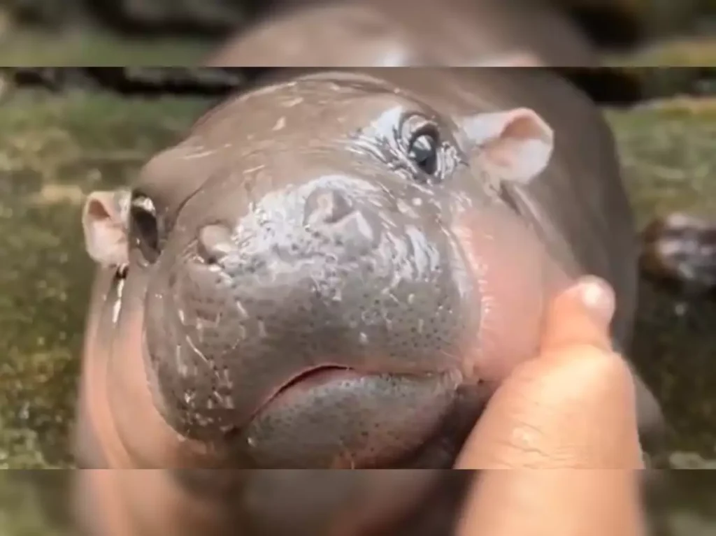 baby pygmy hippos